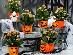 Halloweenkeramik mit Kalanchoe.